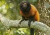 Com só cerca de 400 na natureza, mico-leão-caiçara é seguido por cinco dias na restinga do Superagui e flagrado espiando do oco de uma árvore Com só cerca de 400 na natureza, mico-leão-caiçara é seguido por cinco dias na restinga do Superagui e flagrado espiando do oco de uma árvore