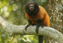 Com só cerca de 400 na natureza, mico-leão-caiçara é seguido por cinco dias na restinga do Superagui e flagrado espiando do oco de uma árvore Com só cerca de 400 na natureza, mico-leão-caiçara é seguido por cinco dias na restinga do Superagui e flagrado espiando do oco de uma árvore