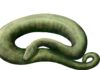Cobra de até 15 metros viveu na Índia há 47 milhões de anos e disputa com a Titanoboa, da Colômbia, o posto de maior serpente da história Cobra de até 15 metros viveu na Índia há 47 milhões de anos e disputa com a Titanoboa, da Colômbia, o posto de maior serpente da história