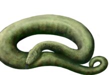 Cobra de até 15 metros viveu na Índia há 47 milhões de anos e disputa com a Titanoboa, da Colômbia, o posto de maior serpente da história Cobra de até 15 metros viveu na Índia há 47 milhões de anos e disputa com a Titanoboa, da Colômbia, o posto de maior serpente da história