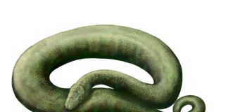Cobra de até 15 metros viveu na Índia há 47 milhões de anos e disputa com a Titanoboa, da Colômbia, o posto de maior serpente da história Cobra de até 15 metros viveu na Índia há 47 milhões de anos e disputa com a Titanoboa, da Colômbia, o posto de maior serpente da história