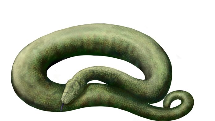 Cobra de até 15 metros viveu na Índia há 47 milhões de anos e disputa com a Titanoboa, da Colômbia, o posto de maior serpente da história Cobra de até 15 metros viveu na Índia há 47 milhões de anos e disputa com a Titanoboa, da Colômbia, o posto de maior serpente da história