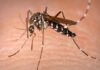 Mora em prédio? Estudo em Manaus acha ovos de mosquito da dengue a 10,8 metros do chão, a altura de um quarto andar Mora em prédio? Estudo em Manaus acha ovos de mosquito da dengue a 10,8 metros do chão, a altura de um quarto andar