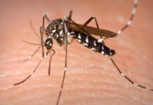 Mora em prédio? Estudo em Manaus acha ovos de mosquito da dengue a 10,8 metros do chão, a altura de um quarto andar Mora em prédio? Estudo em Manaus acha ovos de mosquito da dengue a 10,8 metros do chão, a altura de um quarto andar