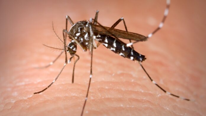 Mora em prédio? Estudo em Manaus acha ovos de mosquito da dengue a 10,8 metros do chão, a altura de um quarto andar Mora em prédio? Estudo em Manaus acha ovos de mosquito da dengue a 10,8 metros do chão, a altura de um quarto andar
