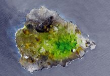 Darwin achou uma rocha vulcânica seca no meio do Atlântico; o plano que veio depois criou uma floresta de nuvens que existe até hoje Darwin achou uma rocha vulcânica seca no meio do Atlântico; o plano que veio depois criou uma floresta de nuvens que existe até hoje
