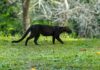 Fácil de ver de dia, o gato-mourisco enganou a ciência: felino era tido como comum e agora entra na lista de quase ameaçados Fácil de ver de dia, o gato-mourisco enganou a ciência: felino era tido como comum e agora entra na lista de quase ameaçados