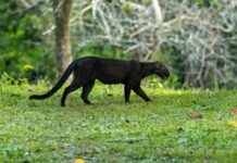 Fácil de ver de dia, o gato-mourisco enganou a ciência: felino era tido como comum e agora entra na lista de quase ameaçados Fácil de ver de dia, o gato-mourisco enganou a ciência: felino era tido como comum e agora entra na lista de quase ameaçados