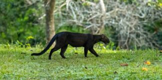Fácil de ver de dia, o gato-mourisco enganou a ciência: felino era tido como comum e agora entra na lista de quase ameaçados Fácil de ver de dia, o gato-mourisco enganou a ciência: felino era tido como comum e agora entra na lista de quase ameaçados