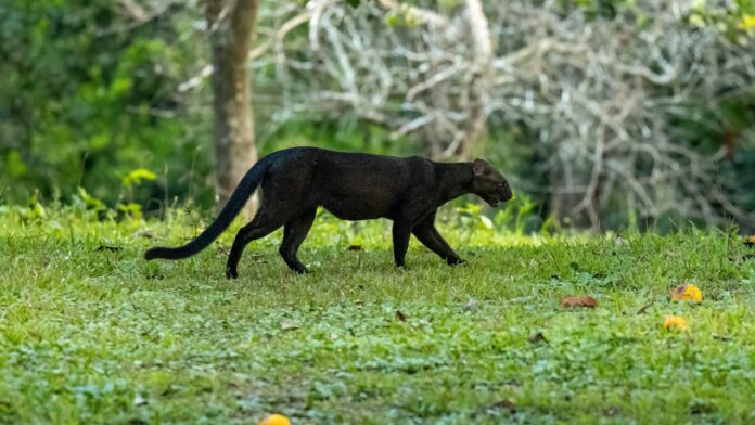 Fácil de ver de dia, o gato-mourisco enganou a ciência: felino era tido como comum e agora entra na lista de quase ameaçados Fácil de ver de dia, o gato-mourisco enganou a ciência: felino era tido como comum e agora entra na lista de quase ameaçados