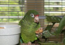 Bando de papagaios grita e olha para o mesmo bambu; biólogo segue o alarme e acha um filhote enrolado por uma jiboia, cobra brasileira que virou invasora no Caribe Bando de papagaios grita e olha para o mesmo bambu; biólogo segue o alarme e acha um filhote enrolado por uma jiboia, cobra brasileira que virou invasora no Caribe