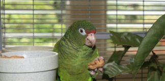 Bando de papagaios grita e olha para o mesmo bambu; biólogo segue o alarme e acha um filhote enrolado por uma jiboia, cobra brasileira que virou invasora no Caribe Bando de papagaios grita e olha para o mesmo bambu; biólogo segue o alarme e acha um filhote enrolado por uma jiboia, cobra brasileira que virou invasora no Caribe