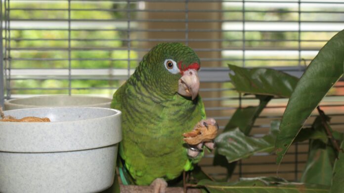 Bando de papagaios grita e olha para o mesmo bambu; biólogo segue o alarme e acha um filhote enrolado por uma jiboia, cobra brasileira que virou invasora no Caribe Bando de papagaios grita e olha para o mesmo bambu; biólogo segue o alarme e acha um filhote enrolado por uma jiboia, cobra brasileira que virou invasora no Caribe