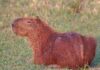 Pegadas no arenito do Sul do Brasil revelam mamífero do tamanho de uma capivara que andava entre dinossauros há 130 milhões de anos Pegadas no arenito do Sul do Brasil revelam mamífero do tamanho de uma capivara que andava entre dinossauros há 130 milhões de anos