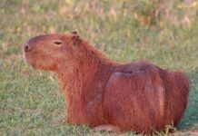 Pegadas no arenito do Sul do Brasil revelam mamífero do tamanho de uma capivara que andava entre dinossauros há 130 milhões de anos Pegadas no arenito do Sul do Brasil revelam mamífero do tamanho de uma capivara que andava entre dinossauros há 130 milhões de anos