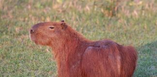 Pegadas no arenito do Sul do Brasil revelam mamífero do tamanho de uma capivara que andava entre dinossauros há 130 milhões de anos Pegadas no arenito do Sul do Brasil revelam mamífero do tamanho de uma capivara que andava entre dinossauros há 130 milhões de anos