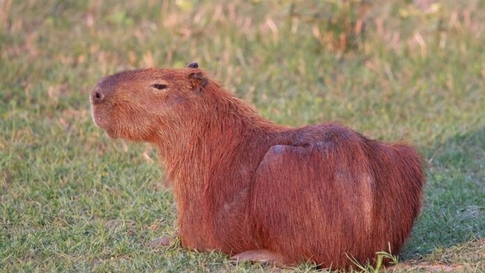 Pegadas no arenito do Sul do Brasil revelam mamífero do tamanho de uma capivara que andava entre dinossauros há 130 milhões de anos Pegadas no arenito do Sul do Brasil revelam mamífero do tamanho de uma capivara que andava entre dinossauros há 130 milhões de anos
