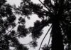 Araucária de 44 metros e até 500 anos caiu sem ninguém ver em Santa Catarina; quatro meses depois, ainda tinha brotos vivos e cientistas correram para cloná-la Araucária de 44 metros e até 500 anos caiu sem ninguém ver em Santa Catarina; quatro meses depois, ainda tinha brotos vivos e cientistas correram para cloná-la