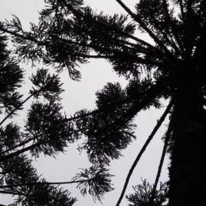 Araucária de 44 metros e até 500 anos caiu sem ninguém ver em Santa Catarina; quatro meses depois, ainda tinha brotos vivos e cientistas correram para cloná-la Araucária de 44 metros e até 500 anos caiu sem ninguém ver em Santa Catarina; quatro meses depois, ainda tinha brotos vivos e cientistas correram para cloná-la