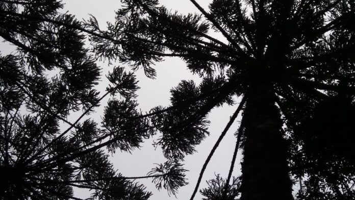 Araucária de 44 metros e até 500 anos caiu sem ninguém ver em Santa Catarina; quatro meses depois, ainda tinha brotos vivos e cientistas correram para cloná-la Araucária de 44 metros e até 500 anos caiu sem ninguém ver em Santa Catarina; quatro meses depois, ainda tinha brotos vivos e cientistas correram para cloná-la