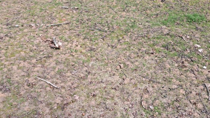 Funcionária cortava caminho por um cemitério e viu o chão se mexer: cientistas estimam que 5,5 milhões de abelhas nascem ali todo ano, debaixo da grama Funcionária cortava caminho por um cemitério e viu o chão se mexer: cientistas estimam que 5,5 milhões de abelhas nascem ali todo ano, debaixo da grama