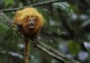 Micos-leões-dourados já cruzaram mais de 1,3 mil vezes por pontes sobre a BR-101 no Rio; agora o interior paulista ganha sua primeira passagem aérea para fauna Micos-leões-dourados já cruzaram mais de 1,3 mil vezes por pontes sobre a BR-101 no Rio; agora o interior paulista ganha sua primeira passagem aérea para fauna
