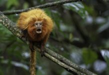 Micos-leões-dourados já cruzaram mais de 1,3 mil vezes por pontes sobre a BR-101 no Rio; agora o interior paulista ganha sua primeira passagem aérea para fauna Micos-leões-dourados já cruzaram mais de 1,3 mil vezes por pontes sobre a BR-101 no Rio; agora o interior paulista ganha sua primeira passagem aérea para fauna