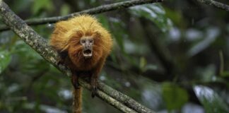 Micos-leões-dourados já cruzaram mais de 1,3 mil vezes por pontes sobre a BR-101 no Rio; agora o interior paulista ganha sua primeira passagem aérea para fauna Micos-leões-dourados já cruzaram mais de 1,3 mil vezes por pontes sobre a BR-101 no Rio; agora o interior paulista ganha sua primeira passagem aérea para fauna