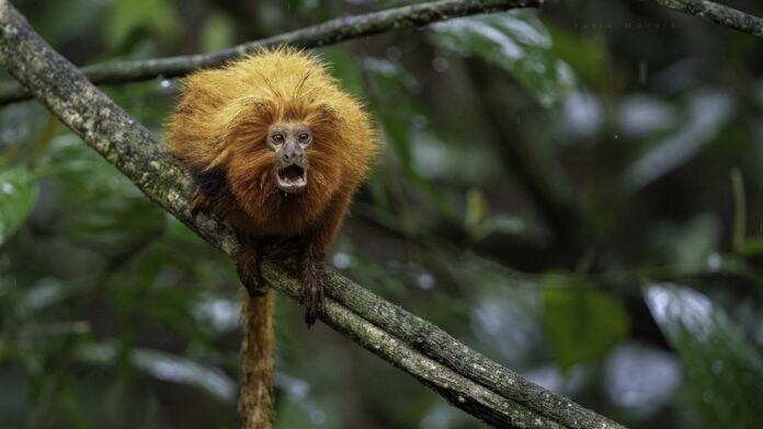 Micos-leões-dourados já cruzaram mais de 1,3 mil vezes por pontes sobre a BR-101 no Rio; agora o interior paulista ganha sua primeira passagem aérea para fauna Micos-leões-dourados já cruzaram mais de 1,3 mil vezes por pontes sobre a BR-101 no Rio; agora o interior paulista ganha sua primeira passagem aérea para fauna