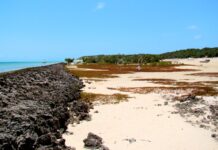 Florestas costeiras afundaram com a subida do mar há até 5 mil anos; hoje o que restou delas virou recife cheio de vida no litoral de Moçambique Florestas costeiras afundaram com a subida do mar há até 5 mil anos; hoje o que restou delas virou recife cheio de vida no litoral de Moçambique