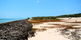 Florestas costeiras afundaram com a subida do mar há até 5 mil anos; hoje o que restou delas virou recife cheio de vida no litoral de Moçambique Florestas costeiras afundaram com a subida do mar há até 5 mil anos; hoje o que restou delas virou recife cheio de vida no litoral de Moçambique