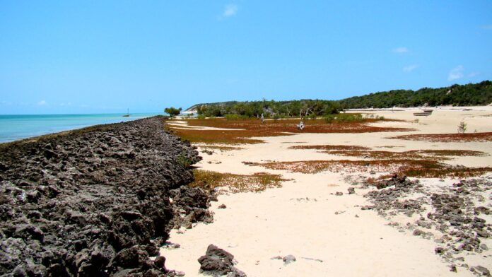Florestas costeiras afundaram com a subida do mar há até 5 mil anos; hoje o que restou delas virou recife cheio de vida no litoral de Moçambique Florestas costeiras afundaram com a subida do mar há até 5 mil anos; hoje o que restou delas virou recife cheio de vida no litoral de Moçambique