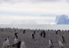 A maior colônia de pinguins do mundo perdeu o título: uma ilha vulcânica do Atlântico Sul viu sumir mais de 250 mil casais em 14 anos A maior colônia de pinguins do mundo perdeu o título: uma ilha vulcânica do Atlântico Sul viu sumir mais de 250 mil casais em 14 anos