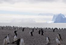 A maior colônia de pinguins do mundo perdeu o título: uma ilha vulcânica do Atlântico Sul viu sumir mais de 250 mil casais em 14 anos A maior colônia de pinguins do mundo perdeu o título: uma ilha vulcânica do Atlântico Sul viu sumir mais de 250 mil casais em 14 anos