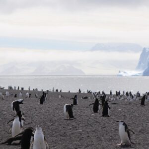 A maior colônia de pinguins do mundo perdeu o título: uma ilha vulcânica do Atlântico Sul viu sumir mais de 250 mil casais em 14 anos A maior colônia de pinguins do mundo perdeu o título: uma ilha vulcânica do Atlântico Sul viu sumir mais de 250 mil casais em 14 anos