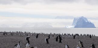 A maior colônia de pinguins do mundo perdeu o título: uma ilha vulcânica do Atlântico Sul viu sumir mais de 250 mil casais em 14 anos A maior colônia de pinguins do mundo perdeu o título: uma ilha vulcânica do Atlântico Sul viu sumir mais de 250 mil casais em 14 anos