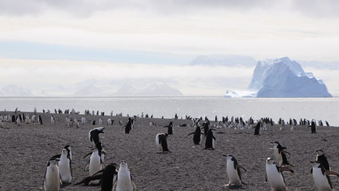 A maior colônia de pinguins do mundo perdeu o título: uma ilha vulcânica do Atlântico Sul viu sumir mais de 250 mil casais em 14 anos A maior colônia de pinguins do mundo perdeu o título: uma ilha vulcânica do Atlântico Sul viu sumir mais de 250 mil casais em 14 anos