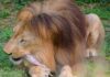 Leões de zoológico passaram a receber carcaça inteira a cada nove dias e o comportamento de bicho selvagem voltou: comem três vezes mais tempo e depois dormem Leões de zoológico passaram a receber carcaça inteira a cada nove dias e o comportamento de bicho selvagem voltou: comem três vezes mais tempo e depois dormem