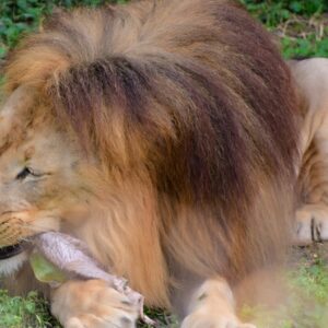 Leões de zoológico passaram a receber carcaça inteira a cada nove dias e o comportamento de bicho selvagem voltou: comem três vezes mais tempo e depois dormem Leões de zoológico passaram a receber carcaça inteira a cada nove dias e o comportamento de bicho selvagem voltou: comem três vezes mais tempo e depois dormem