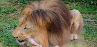 Leões de zoológico passaram a receber carcaça inteira a cada nove dias e o comportamento de bicho selvagem voltou: comem três vezes mais tempo e depois dormem Leões de zoológico passaram a receber carcaça inteira a cada nove dias e o comportamento de bicho selvagem voltou: comem três vezes mais tempo e depois dormem