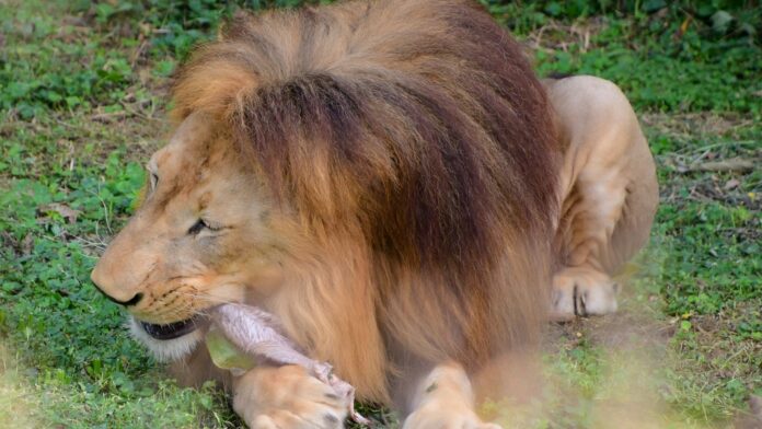 Leões de zoológico passaram a receber carcaça inteira a cada nove dias e o comportamento de bicho selvagem voltou: comem três vezes mais tempo e depois dormem Leões de zoológico passaram a receber carcaça inteira a cada nove dias e o comportamento de bicho selvagem voltou: comem três vezes mais tempo e depois dormem