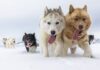 Pernas 6% mais curtas: o detalhe no esqueleto dos cães de trenó que ajudou humanos a atravessar o Ártico por 9 mil anos Pernas 6% mais curtas: o detalhe no esqueleto dos cães de trenó que ajudou humanos a atravessar o Ártico por 9 mil anos