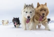 Pernas 6% mais curtas: o detalhe no esqueleto dos cães de trenó que ajudou humanos a atravessar o Ártico por 9 mil anos Pernas 6% mais curtas: o detalhe no esqueleto dos cães de trenó que ajudou humanos a atravessar o Ártico por 9 mil anos