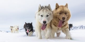 Pernas 6% mais curtas: o detalhe no esqueleto dos cães de trenó que ajudou humanos a atravessar o Ártico por 9 mil anos Pernas 6% mais curtas: o detalhe no esqueleto dos cães de trenó que ajudou humanos a atravessar o Ártico por 9 mil anos