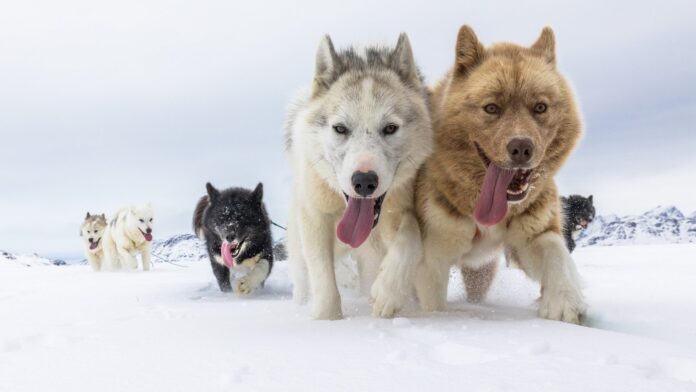 Pernas 6% mais curtas: o detalhe no esqueleto dos cães de trenó que ajudou humanos a atravessar o Ártico por 9 mil anos Pernas 6% mais curtas: o detalhe no esqueleto dos cães de trenó que ajudou humanos a atravessar o Ártico por 9 mil anos