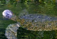 Cientistas esperavam que tartarugas-verdes cruzassem o Pacífico, mas em três anos nenhuma saiu de Galápagos: preferiram ficar perto de casa Cientistas esperavam que tartarugas-verdes cruzassem o Pacífico, mas em três anos nenhuma saiu de Galápagos: preferiram ficar perto de casa