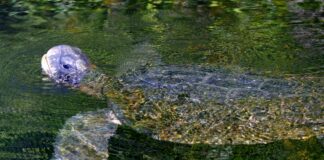 Cientistas esperavam que tartarugas-verdes cruzassem o Pacífico, mas em três anos nenhuma saiu de Galápagos: preferiram ficar perto de casa Cientistas esperavam que tartarugas-verdes cruzassem o Pacífico, mas em três anos nenhuma saiu de Galápagos: preferiram ficar perto de casa