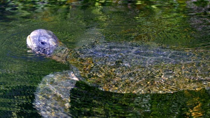 Cientistas esperavam que tartarugas-verdes cruzassem o Pacífico, mas em três anos nenhuma saiu de Galápagos: preferiram ficar perto de casa Cientistas esperavam que tartarugas-verdes cruzassem o Pacífico, mas em três anos nenhuma saiu de Galápagos: preferiram ficar perto de casa