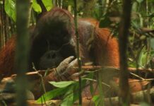 Orangotango que parece mostrar o dedo, louva-a-deus sedutor e esquilo que derruba coruja três vezes: os finalistas do prêmio de foto mais engraçado da natureza Orangotango que parece mostrar o dedo, louva-a-deus sedutor e esquilo que derruba coruja três vezes: os finalistas do prêmio de foto mais engraçado da natureza