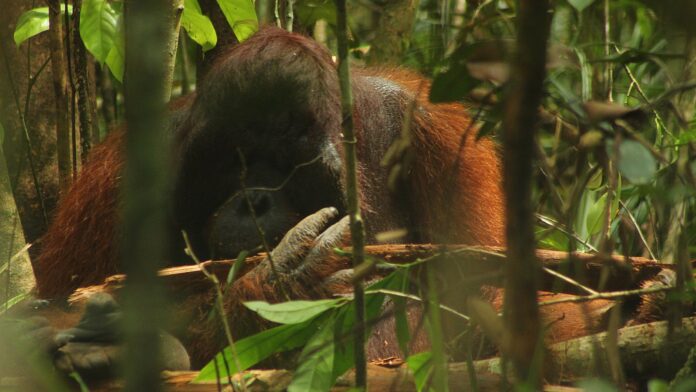 Orangotango que parece mostrar o dedo, louva-a-deus sedutor e esquilo que derruba coruja três vezes: os finalistas do prêmio de foto mais engraçado da natureza Orangotango que parece mostrar o dedo, louva-a-deus sedutor e esquilo que derruba coruja três vezes: os finalistas do prêmio de foto mais engraçado da natureza